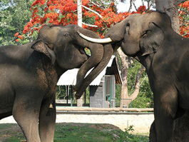Dubare Elephant Camp Programme